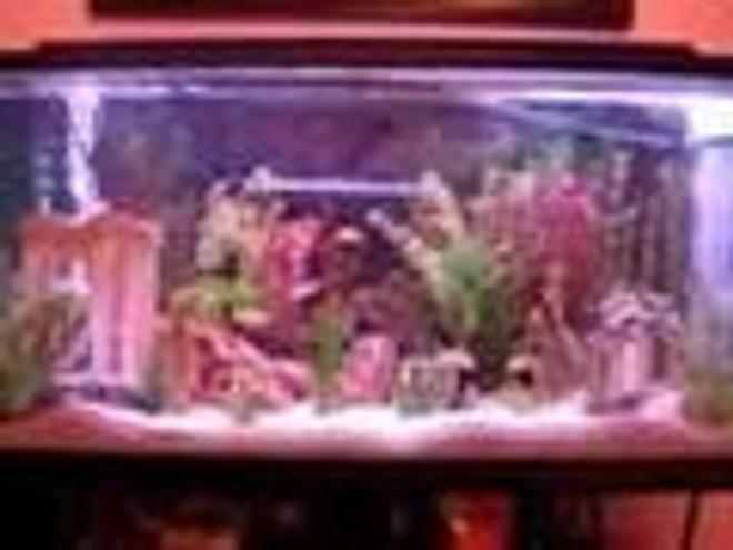 55 gallons freshwater fish tank (mostly fish and non-living decorations) - Here''s my sweet fish tank