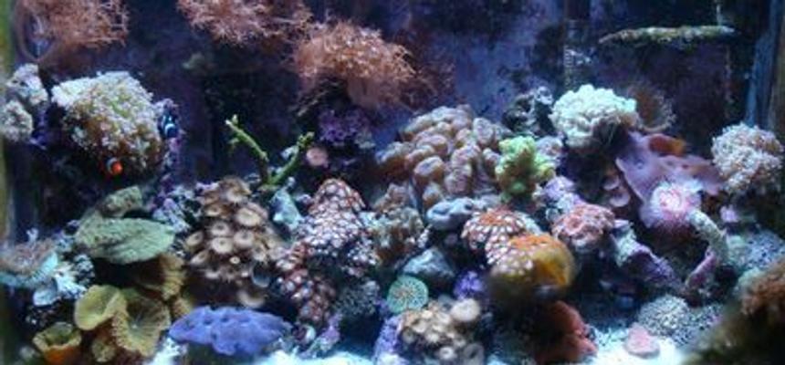 Rated #82: 30 Gallons Reef Tank - full view of reef tank
