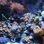 30 gallons reef tank (mostly live coral and fish) - full view of reef tank