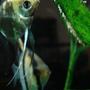 freshwater fish - pterophyllum scalare - angelfish stocking in 55 gallons tank - Mocha (foreground) and Cerberus (background) with tiny angelfish fry. (Pterophyllum scalare)