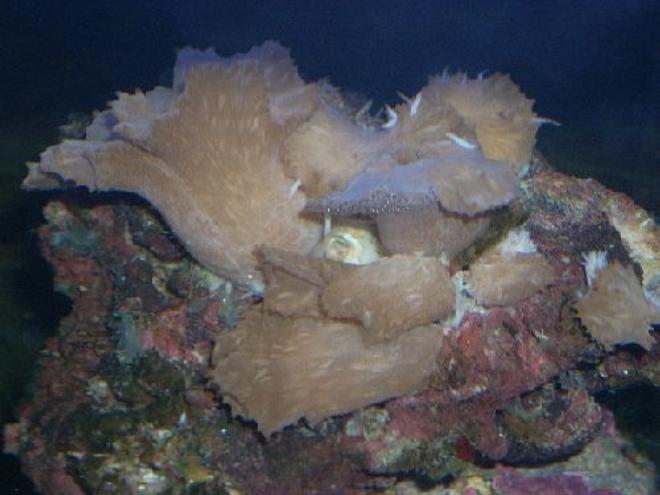 corals inverts - rhodactis sp. - lavender mushroom stocking in 12 gallons tank - My Lavander coral--
