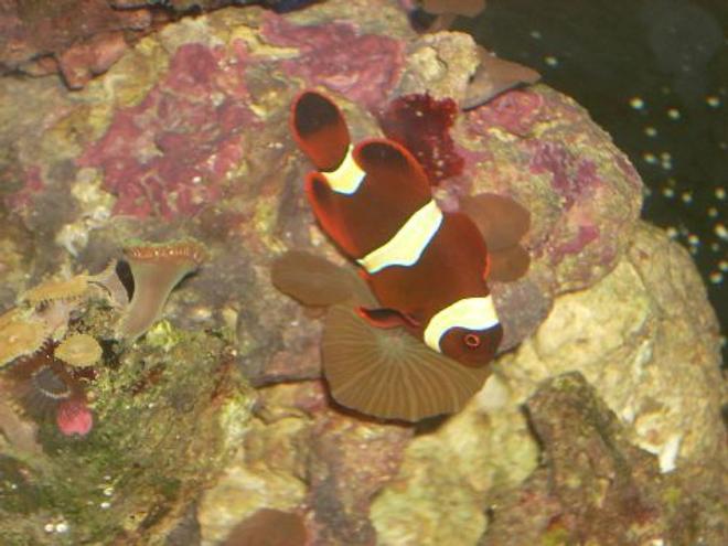 saltwater fish - amphiprion ocellaris var. - black and white ocellaris clownfish stocking in 12 gallons tank - My Clown hosting the mushroom...its always kind of funny when i see this