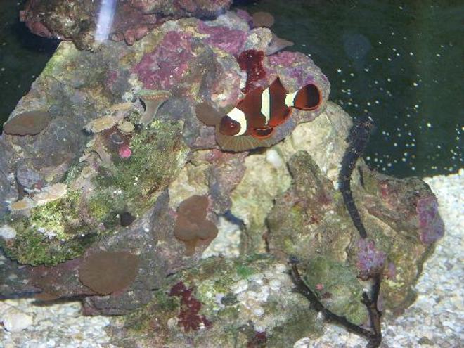 saltwater fish - amphiprion ocellaris var. - black and white ocellaris clownfish stocking in 12 gallons tank - My seahorse and my clown in harmony...;)