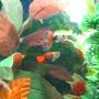 freshwater fish - poecilia reticulata - orange sunshine guppy stocking in 10 gallons tank - A couple of our Guppies