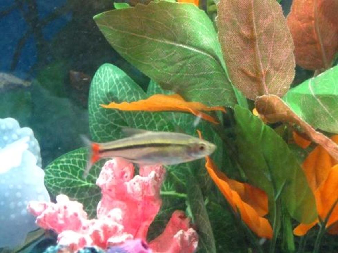 freshwater fish - pristella maxillaris - gold pristella tetra stocking in 10 gallons tank - The X-Ray Tetra