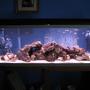 55 gallons freshwater fish tank (mostly fish and non-living decorations) - My 55 Cichlid tank