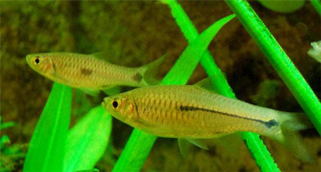 freshwater fish - pristella maxillaris - x-ray pristella tetra stocking in 26 gallons tank - I dont know the name of this fish.  If anyone knows please inform me.  ganeshkwt@yahoo.co.uk