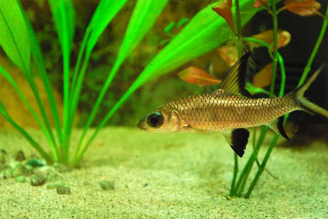 freshwater fish - balantiocheilus melanopterus - bala shark stocking in 26 gallons tank - My Shark