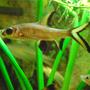 freshwater fish - balantiocheilus melanopterus - bala shark stocking in 26 gallons tank - My Shark