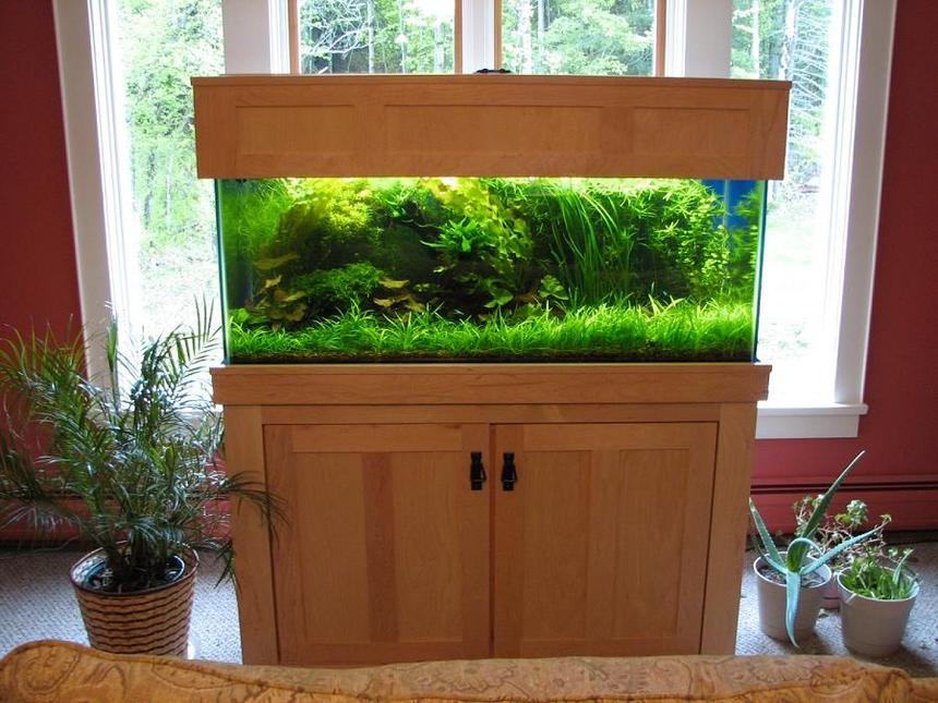 Rated #56: 75 Gallons Planted Tank - Was way overgrown for my taste! Trimmed and sold extras before it came down for the move.