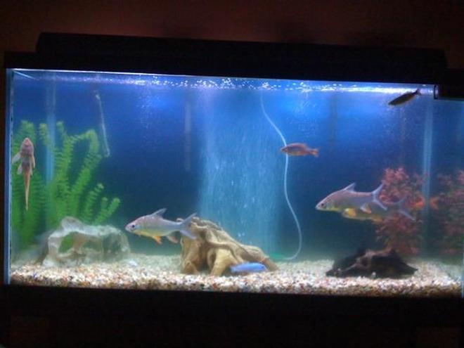 90 gallons freshwater fish tank (mostly fish and non-living decorations) - 1 Green severum, 2 african chiclids,2 plecos,3 tin foil barb, 2 damios, and 1 peacock eel..