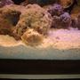 corals inverts - limulus polyphemus - horseshoe crab stocking in 29 gallons tank - crab