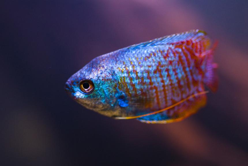 Rated #92: Freshwater Fish - Colisa Lalia - Neon Blue Dwarf Gourami Stocking In 28 Gallons Tank - Portrait of Dwarf Gourami