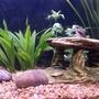 freshwater fish - corydoras arcuatus - skunk cory cat stocking in 45 gallons tank - cory cat