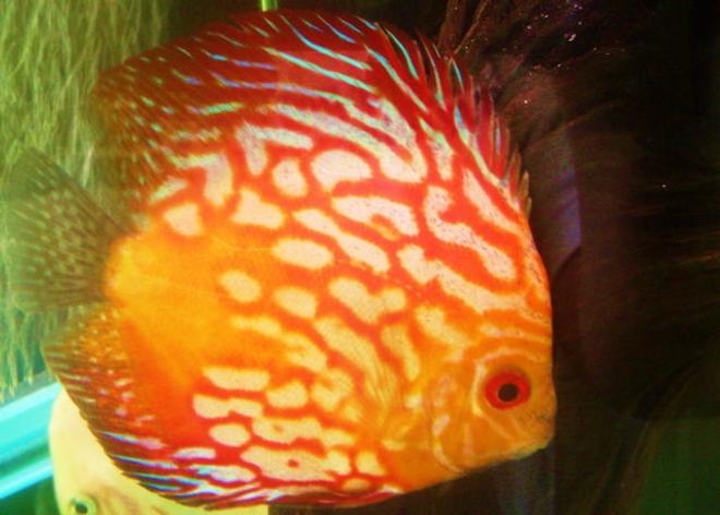freshwater fish - fire dragon discus stocking in 55 gallons tank - fresh water discus