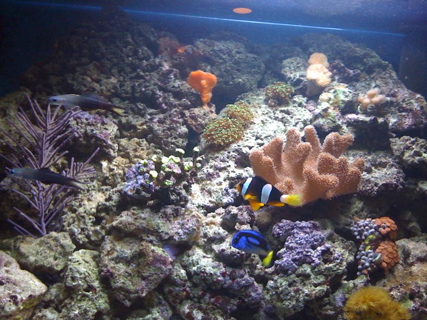 Rated #154: 133 Gallons Reef Tank - all i could get in the photo.sorry!