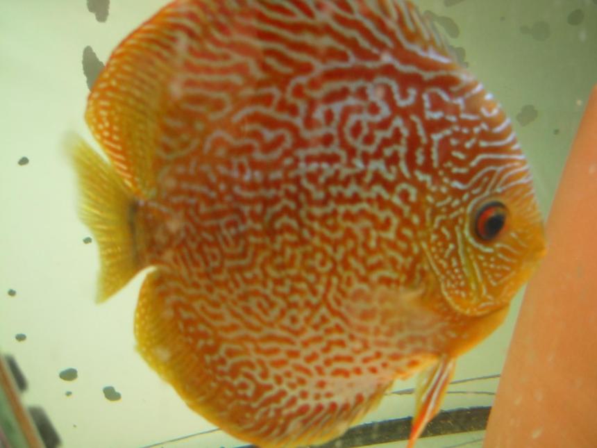 Rated #13: Freshwater Fish - Oriental Dream Discus - -