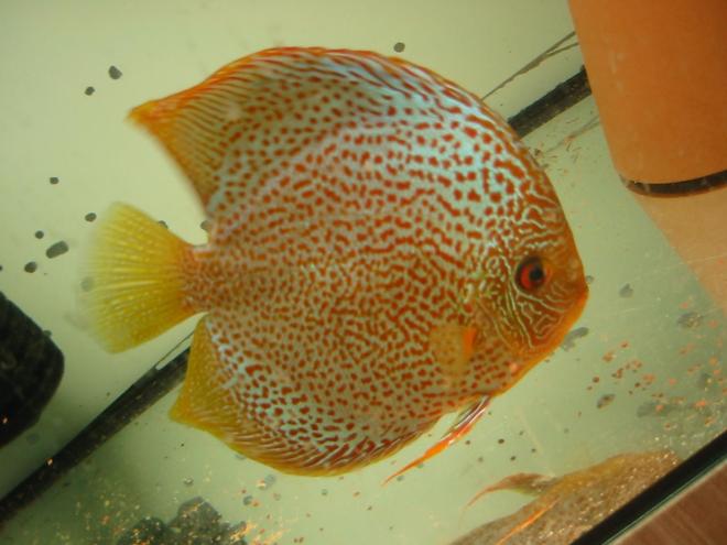 freshwater fish - oriental dream discus - oriental dream male