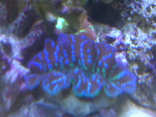 corals inverts - tridacna crocea - crocea clam stocking in 95 gallons tank - crocea clam