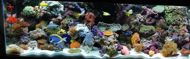 60 gallons reef tank (mostly live coral and fish) - 12/08 - Updated tank picture - with 31 different fish!!!  We have added even more fish to our tank - We break all the rules and yet they still live