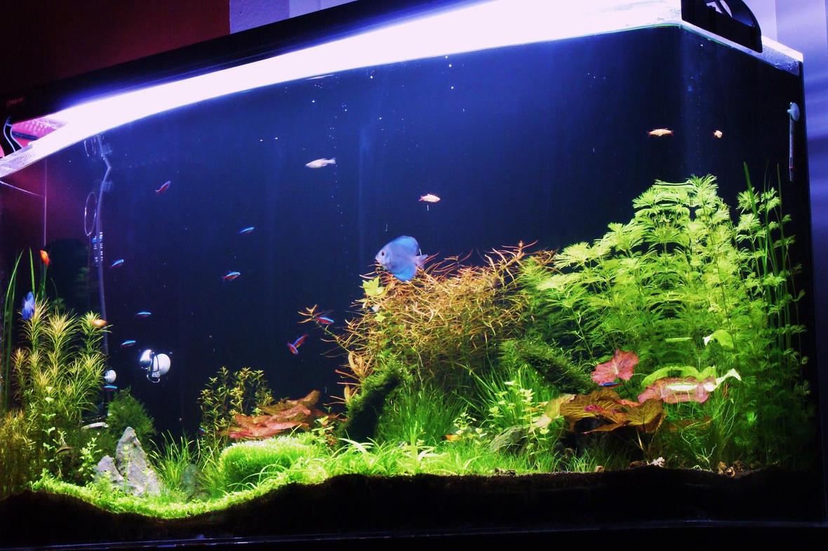 fish tank picture - after 2 months