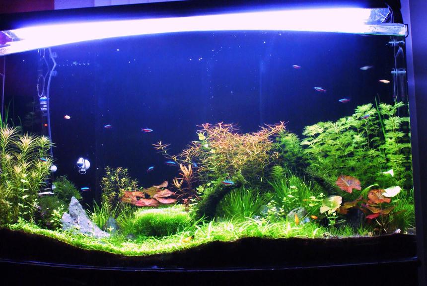 Rated #28: 80 Gallons Planted Tank - Front view after 2 months