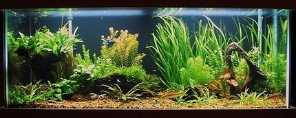 75 gallons planted tank (mostly live plants and fish) - Sharpened the detail on it and made it bigger.  Original shows full tank although its dark on here.
75g low tech No cO2 just lights, filter, and heater!!