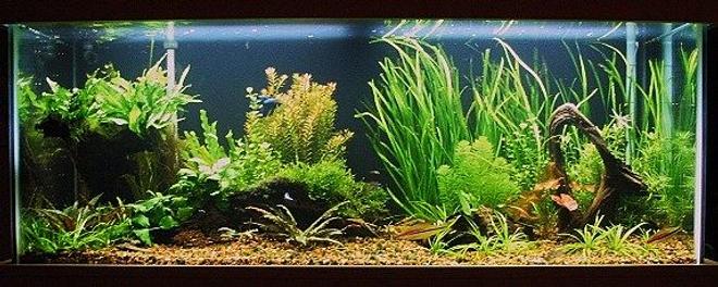 75 gallons planted tank (mostly live plants and fish) - Sharpened the detail on it and made it bigger.  Original shows full tank although its dark on here.
75g low tech No cO2 just lights, filter, and heater!!