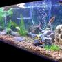 225 gallons freshwater fish tank (mostly fish and non-living decorations) - 225 turtle/fish