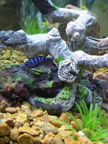 freshwater fish - pseudotropheus demasoni - demasoni cichlid stocking in 225 gallons tank - pseudo demasoni