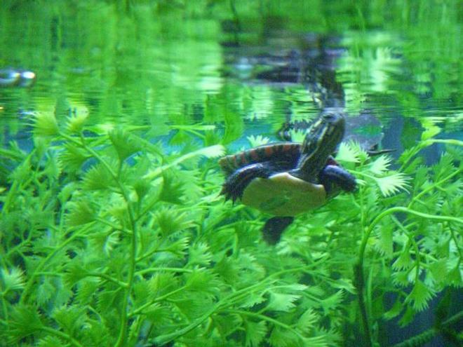 corals inverts - trachemys scripta scripta - yellow belly slider turtle stocking in 225 gallons tank - 1 of 6 hatchling eastern painteds
