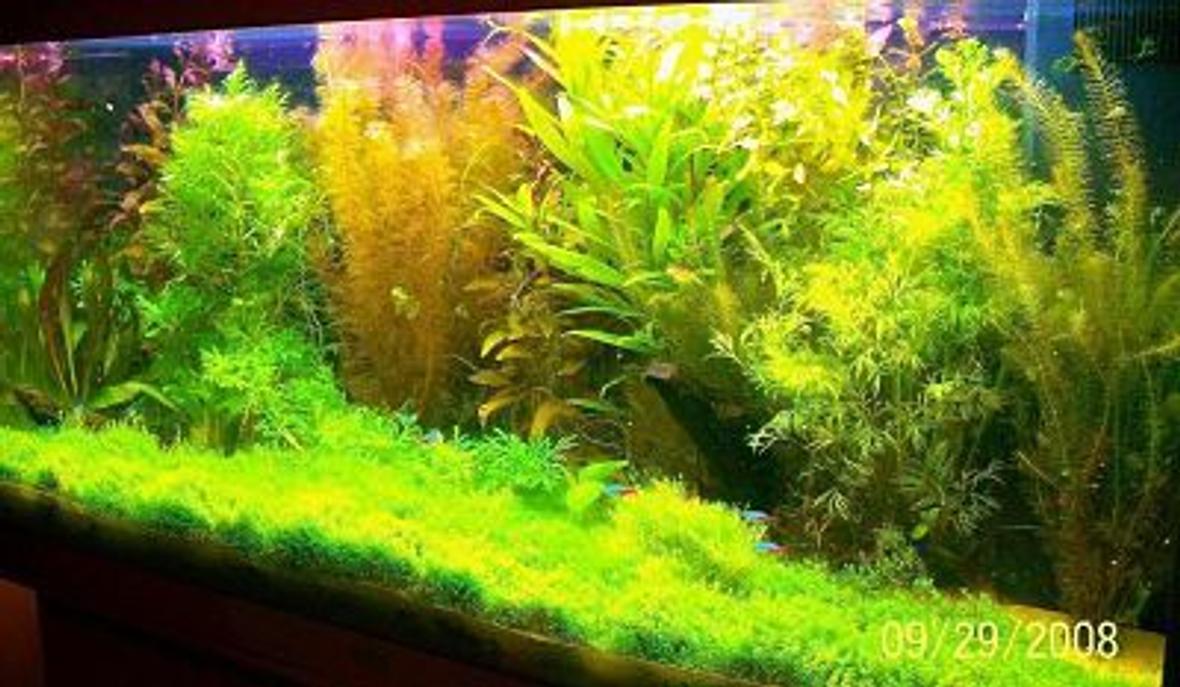66 gallons planted tank (mostly live plants and fish) - juwel tank