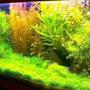 66 gallons planted tank (mostly live plants and fish) - juwel tank