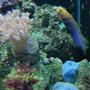 saltwater fish - opistognathus rosenblatti - jawfish, blue dot stocking in 60 gallons tank - Big mouth spotted jawfish (We call Blue)