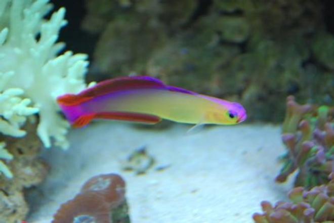 saltwater fish - nemateleotris decora - firefish, purple stocking in 60 gallons tank - Purple fire fish