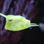 saltwater fish - lactoria cornuta - cowfish longhorn stocking in 60 gallons tank - Long horn Cowfish (We call Sponge Bob)