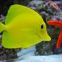 saltwater fish - zebrasoma flavescens - yellow tang - hawaii stocking in 60 gallons tank - Yellow tang