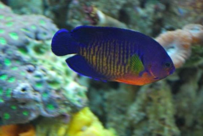 saltwater fish - centropyge bispinosa - coral beauty angelfish stocking in 60 gallons tank - Coral Beauty