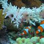 saltwater fish - amphiprion percula - true percula clownfish stocking in 60 gallons tank - 2 percula clowns swimming side by side