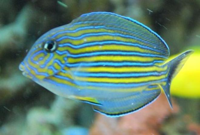 saltwater fish - acanthurus lineatus - clown tang stocking in 60 gallons tank - Clown tang (We call Buddy)