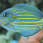 saltwater fish - acanthurus lineatus - clown tang stocking in 60 gallons tank - Clown tang (We call Buddy)