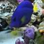 saltwater fish - zebrasoma xanthurum - purple tang stocking in 60 gallons tank - Purple tang (We call Prince), and mini box fish (We call Square pants)