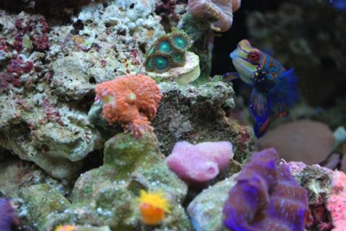 corals inverts - ricordea yuma - ricordea mushroom stocking in 60 gallons tank - Mandarin hanging out