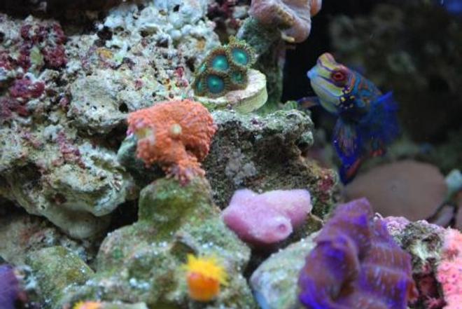 corals inverts - ricordea yuma - ricordea mushroom stocking in 60 gallons tank - Mandarin hanging out
