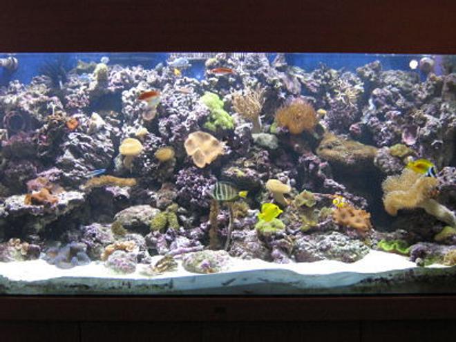 330 gallons reef tank (mostly live coral and fish) - uʍop-ǝpısdn ǝʇıɹʍ uɐɔ ı 'ǝɯosǝʍɐ ɯ,ı 

FOR SALE! 
ALL WOOD AND GLASS ONLY!
SERIOUS OFFERS CONSIDERED.


SOLD