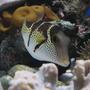 saltwater fish - canthigaster valentini - saddle valentini puffer stocking in 330 gallons tank - my valentino puffer, reef safe little fella! thanks for the zero vote, you really think this is the worst?