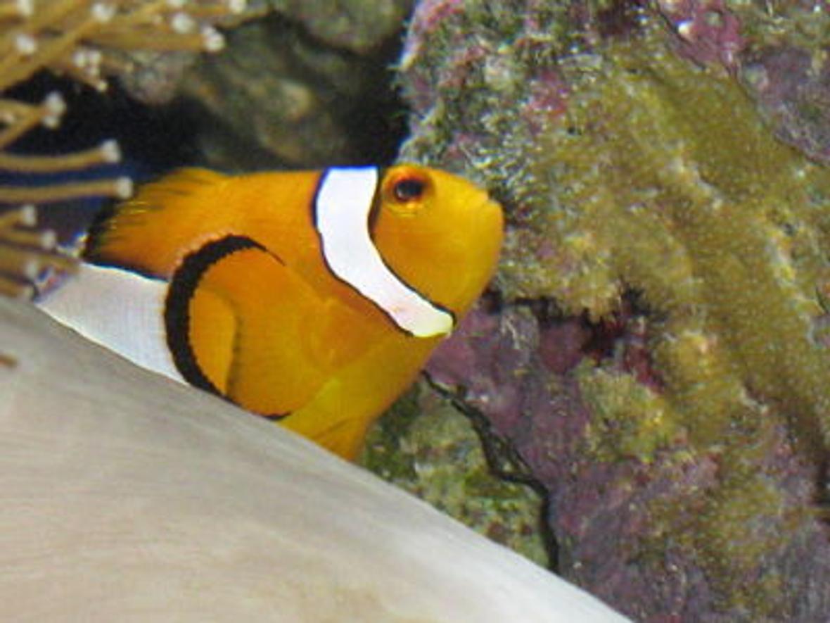 saltwater fish - amphiprion percula - true percula clownfish stocking in 330 gallons tank - Dad with his 14th clutch this year :)