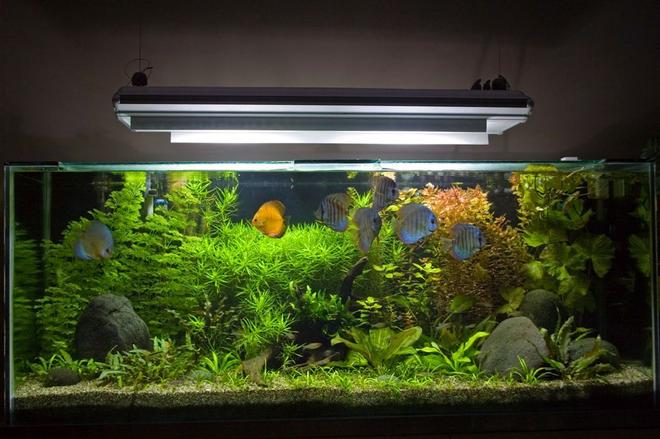 100 gallons planted tank (mostly live plants and fish) - My 450 Litre Planted Discus Tank