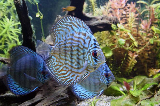 freshwater fish - blue turquoise discus stocking in 100 gallons tank - A Turquoise Discus in the foreground and a couple of Blue Diamond Discus in the background.