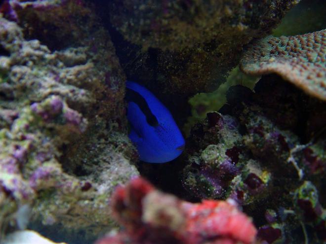 saltwater fish - paracanthurus hepatus - blue tang stocking in 75 gallons tank - Mine and don't you dare come near me.